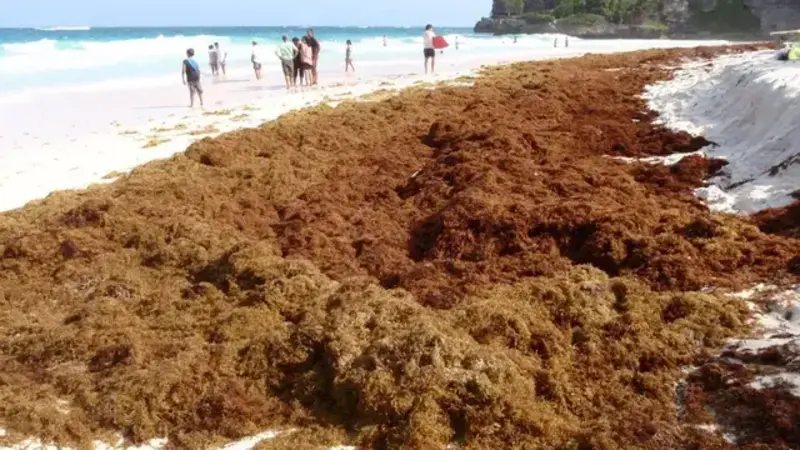 Ilustrasi rumput laut cokelat.
