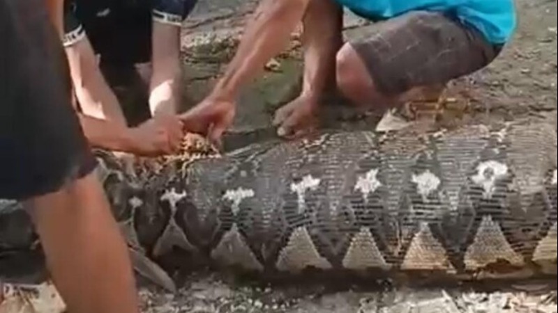 Warga Buton Selatan membelah perut ular piton yang memangsa warga bernama La Noti.